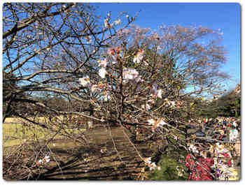 本丸大芝生の桜.JPG
