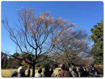 本丸大芝生の桜1.JPG